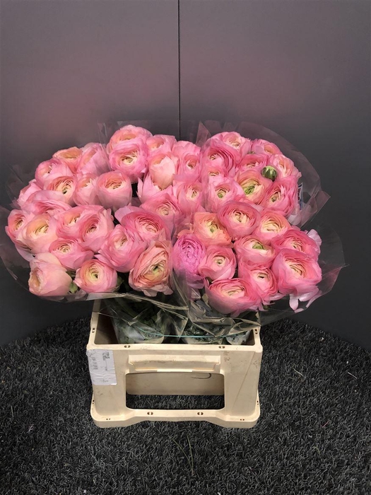 <h4>Ran Succes Nebbia</h4>