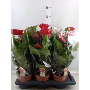 Anthurium andr. 'Tremendo'