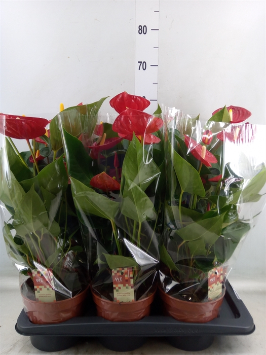 <h4>Anthurium andr. 'Tremendo'</h4>