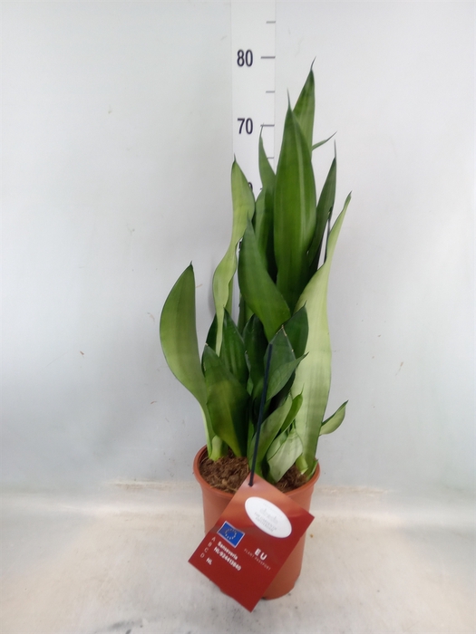 <h4>Sansevieria trifa. 'Moonshine'</h4>