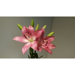 Lilium LA Pink 3+ buds