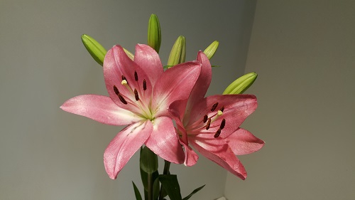 <h4>Lilium LA Pink 3+ buds</h4>