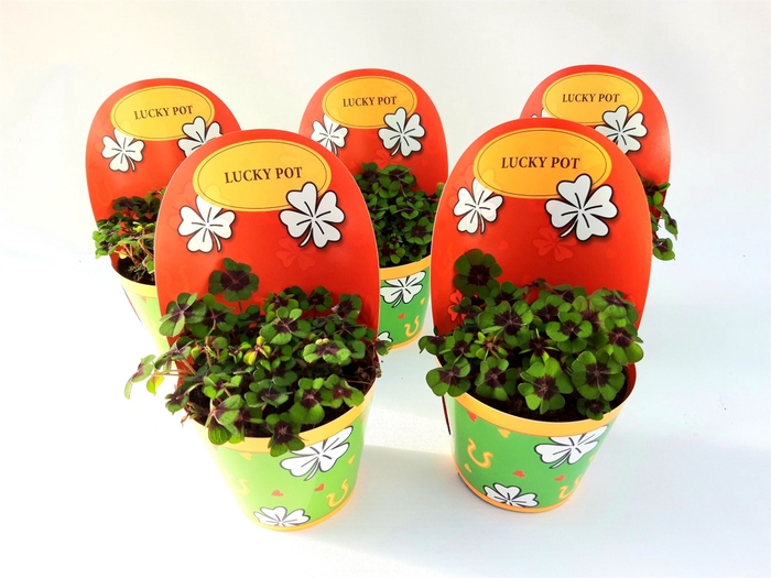 <h4>Oxalis deppei</h4>