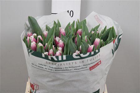 <h4>Tu Fr San Raffael</h4>