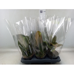 Philodendron melanochrysum