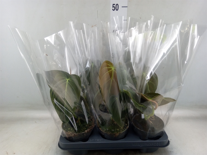 <h4>Philodendron melanochrysum</h4>