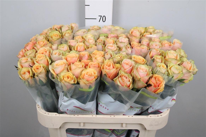 <h4>R Gr Alchemy</h4>