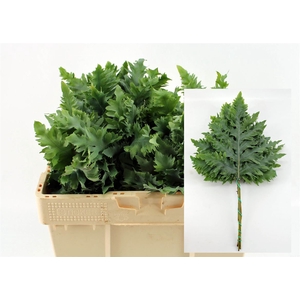 Phlebodium Avana Blue Star Super