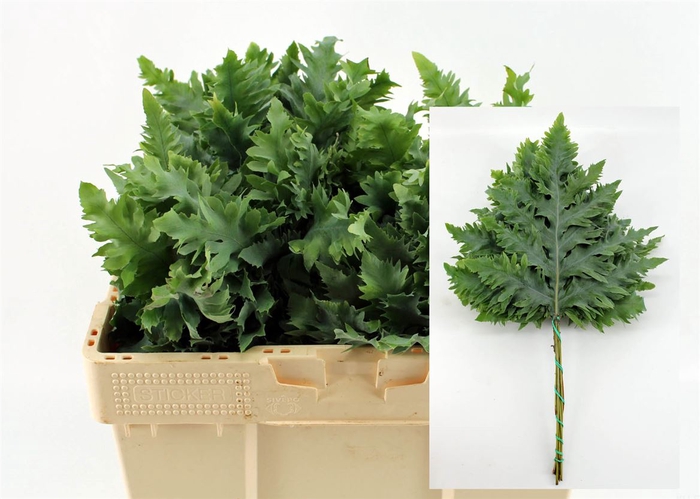 <h4>Phlebodium Avana Blue Star Super</h4>