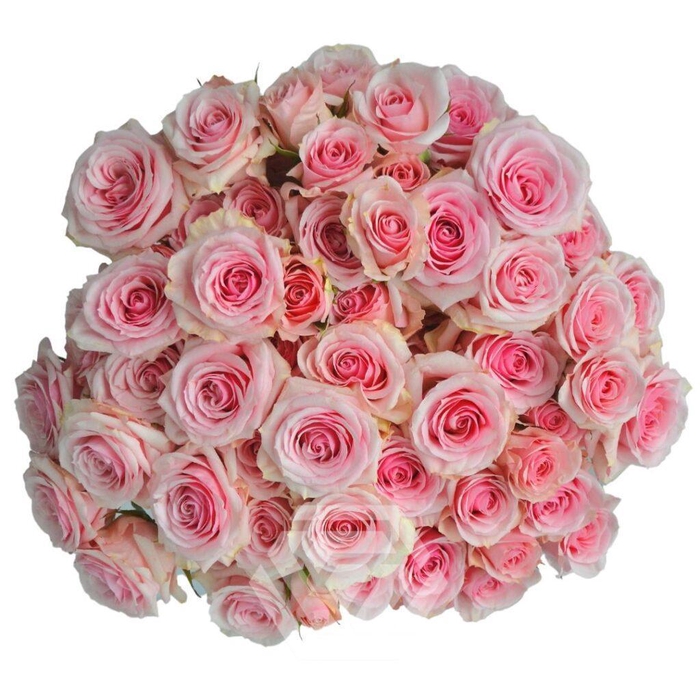 <h4>R TR SUSPIRO Tessa</h4>