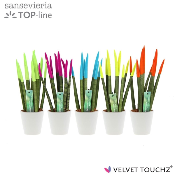 <h4>Sansevieria VELVET TOUCHZ® Ibiza In keramiek R'dam Wit</h4>
