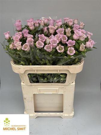 <h4>Camp M Pearl Pink</h4>