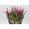 BQ Tulp Salix Cerise