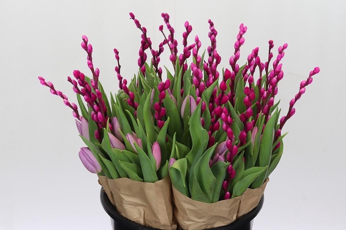 BQ Tulp Salix Cerise