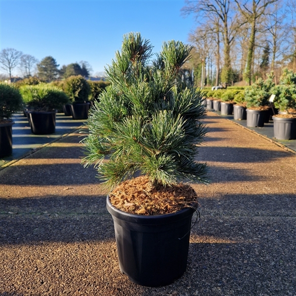<h4>Pinus parviflora 'Negishi'</h4>