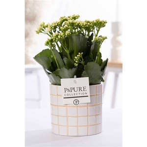 Kalanchoe white in P&PURE Tirza ceramics