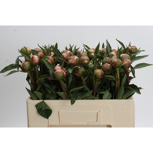 Paeonia Alertie