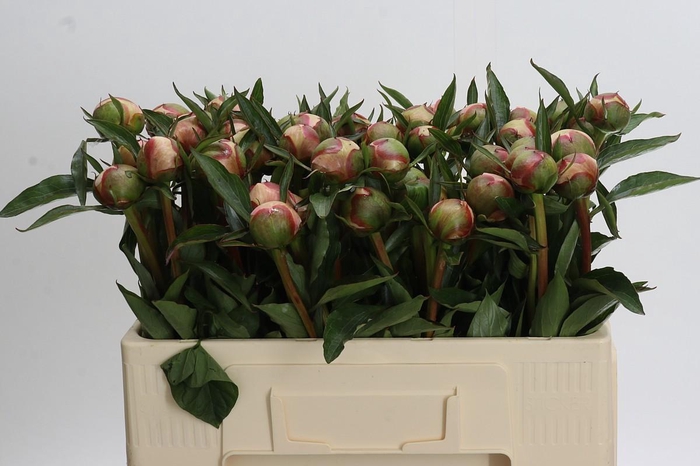 <h4>Paeonia Alertie</h4>