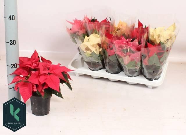 <h4>EUPHOR P GEM 5KL</h4>