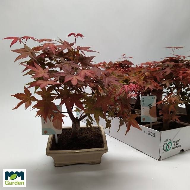<h4>BONSAI OV</h4>