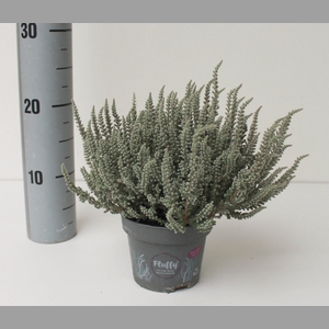 CALLU FLUFFY