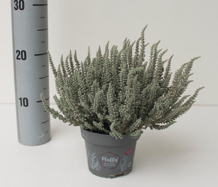 <h4>CALLU FLUFFY</h4>