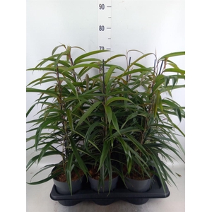 Ficus binn. 'Alii'