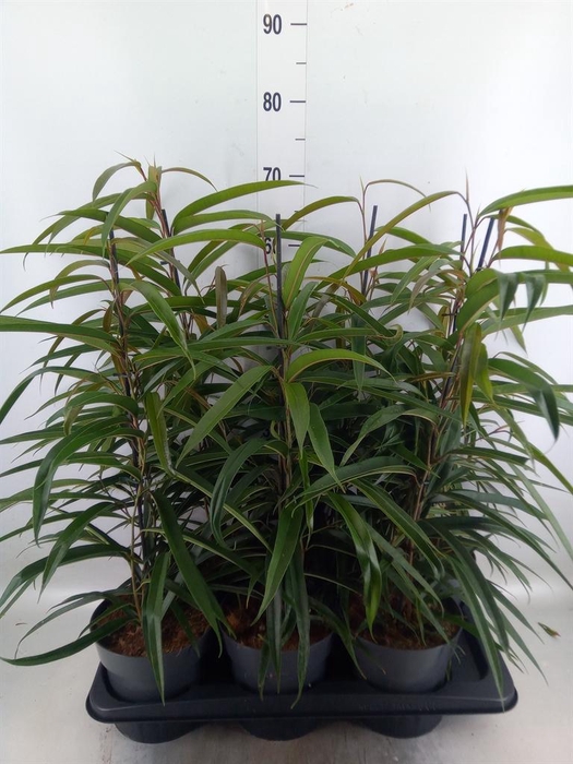 <h4>Ficus binn. 'Alii'</h4>