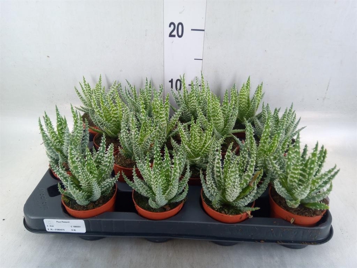 <h4>Aloe humilis</h4>