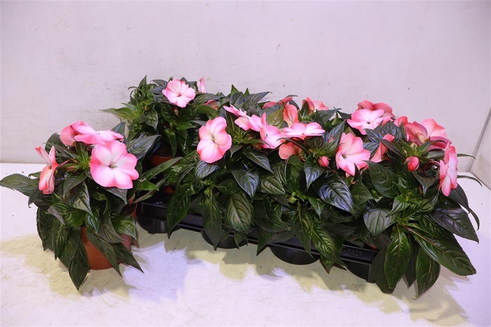 <h4>arr8 Impat Ng Ov</h4>