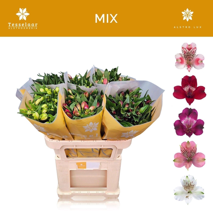 <h4>Alstr Mix in fust</h4>