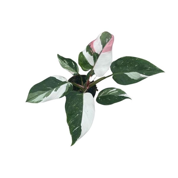 <h4>Philodendron overig</h4>