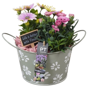 Arr.   Perkplanten L%