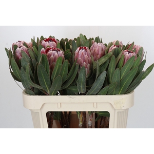 Protea Pink Ice