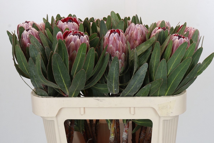 <h4>Protea Pink Ice</h4>