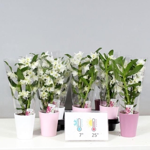 DENDR NOB APOLLON 2 TAK P9 CERAMICS