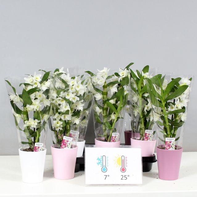 <h4>DENDR NOB APOLLON 2 TAK P9 CERAMICS</h4>