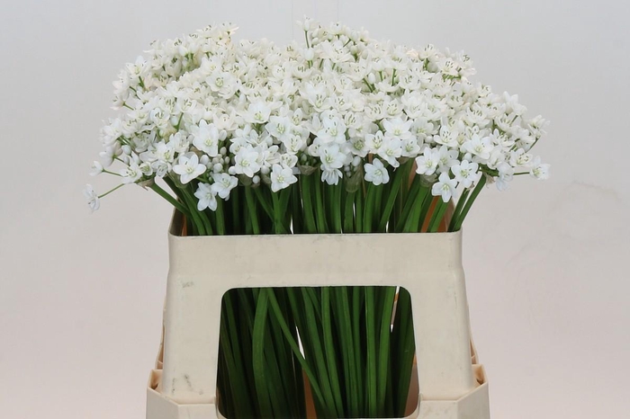 <h4>Allium Flocon</h4>