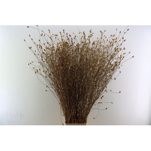 Sanguisorba Naturel Droog 120cm P/tk