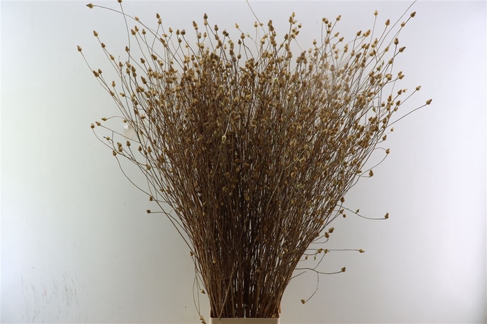 <h4>Sanguisorba Naturel Droog 120cm P/tk</h4>