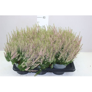 Calluna Beauty Ladies Roze