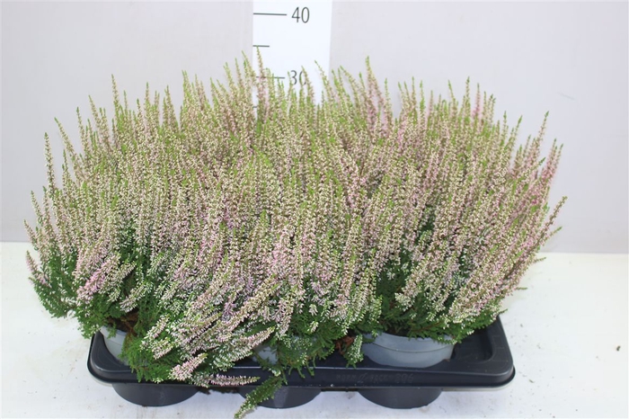 <h4>Calluna Beauty Ladies Roze</h4>