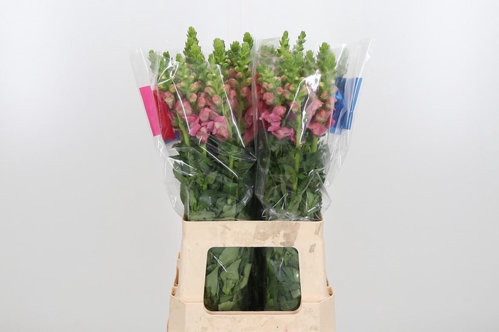 <h4>Antir Maryland Pink</h4>