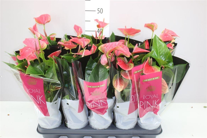 <h4>Anth An Roze</h4>