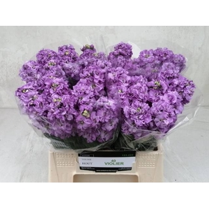 MATTH FIGARO LAVENDE