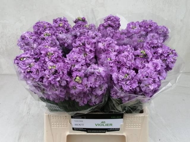 <h4>MATTH FIGARO LAVENDE</h4>