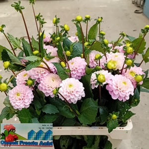 DAHL BALL WIZZ OF OZ