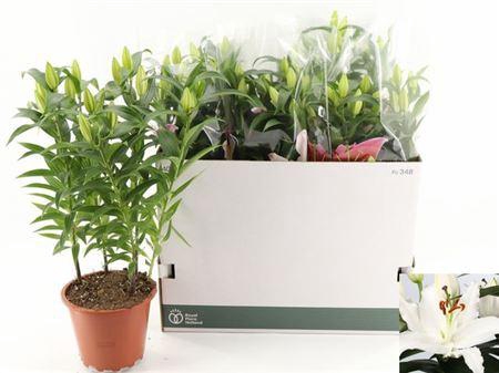 <h4>Lil Or Sun Bahamas</h4>