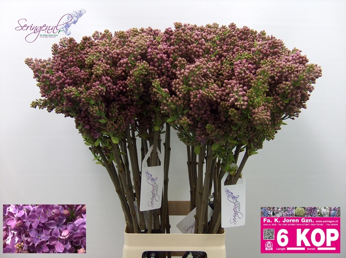 <h4>SYR V R V HORSTENST</h4>