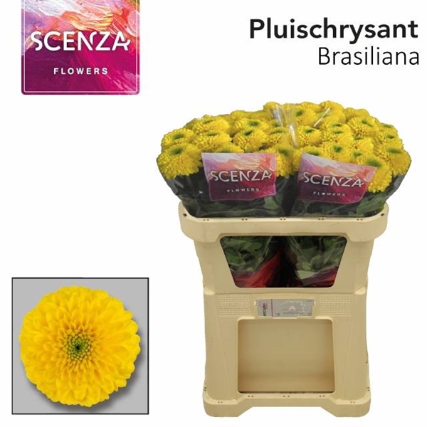 <h4>CHR G BRASILIANA</h4>